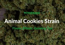 Animal Cookies Strain