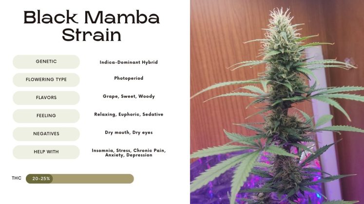 Black Mamba Strain: Everything You Need to Know - Vivosun