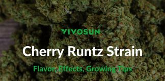 Cherry Runtz Strain