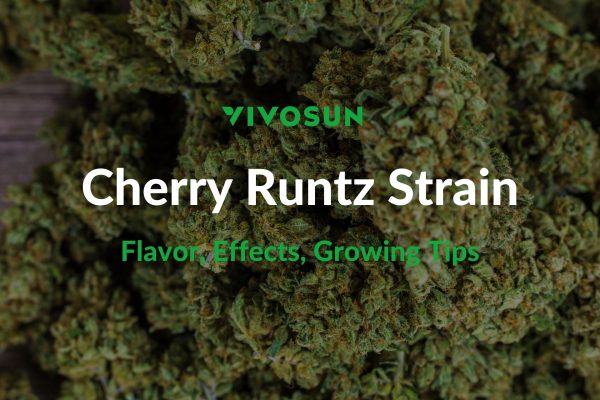 Cherry Runtz Strain