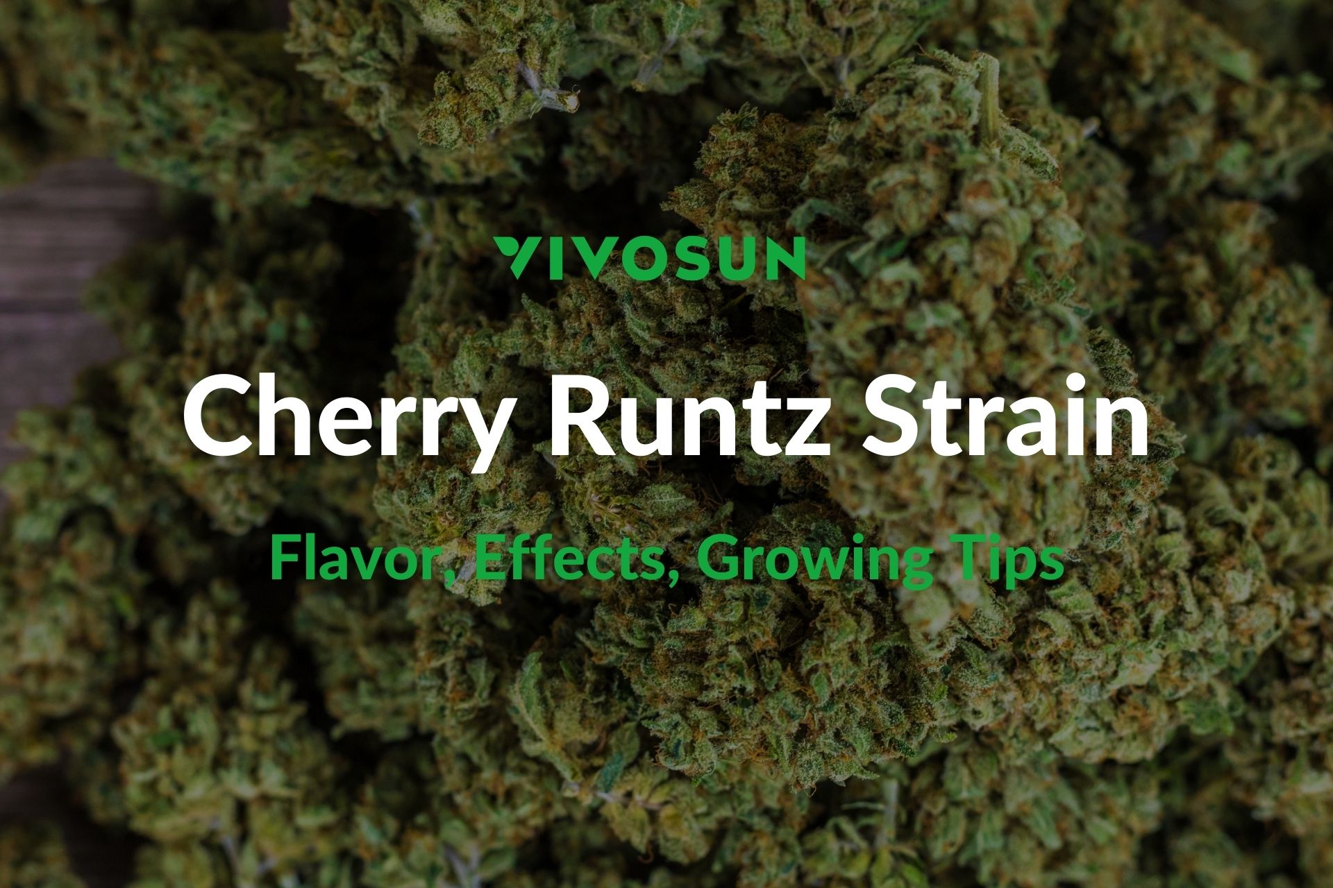 Cherry Runtz Strain: Everything You Need To Know - Vivosun