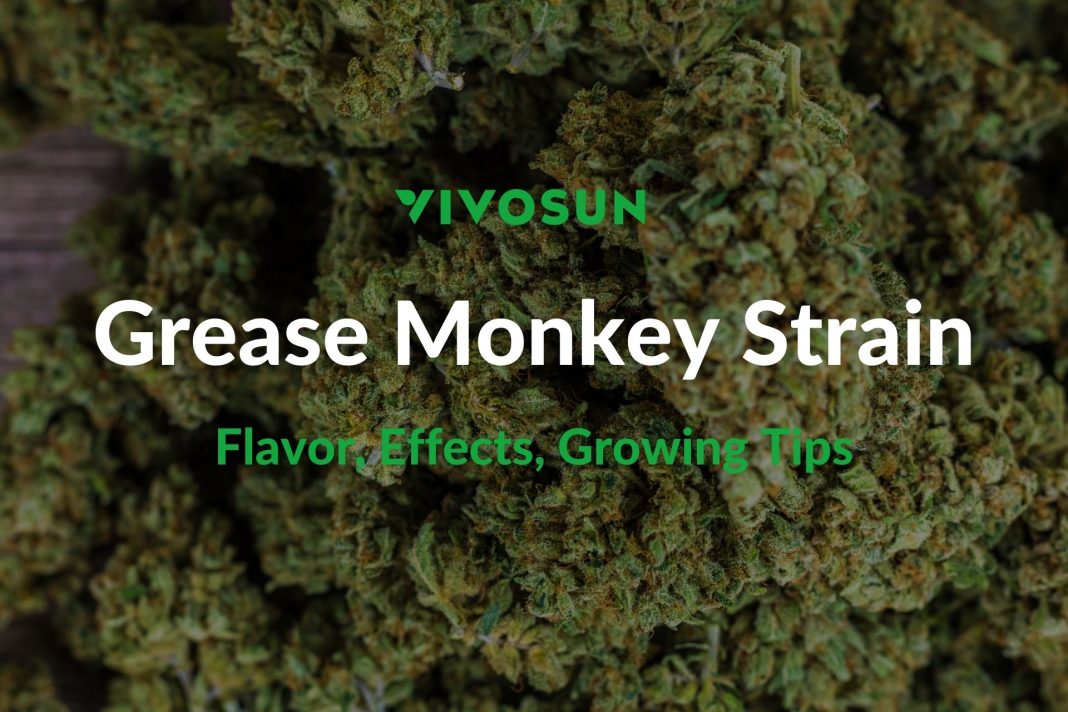 Grease Monkey Strain