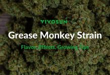 Grease Monkey Strain