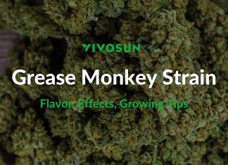 Grease Monkey Strain