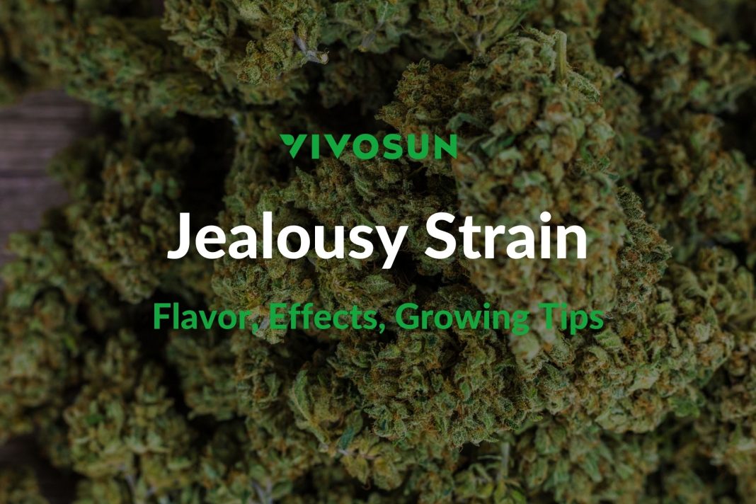 Jealousy Strain