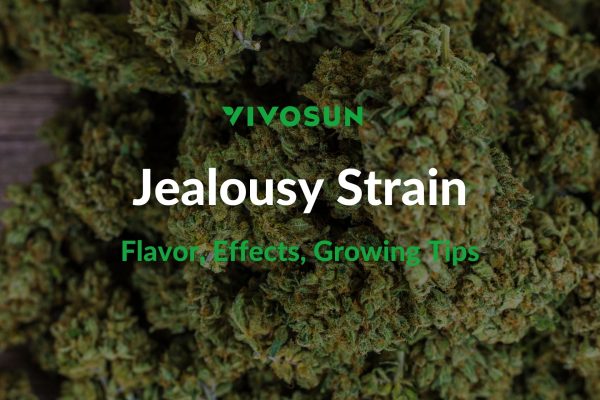 Jealousy Strain