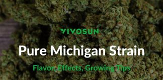 Pure Michigan Strain