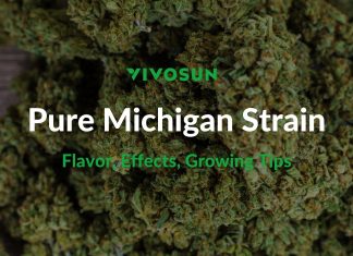 Pure Michigan Strain