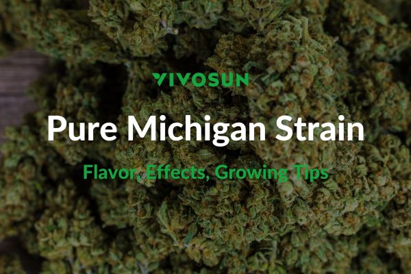 Pure Michigan Strain
