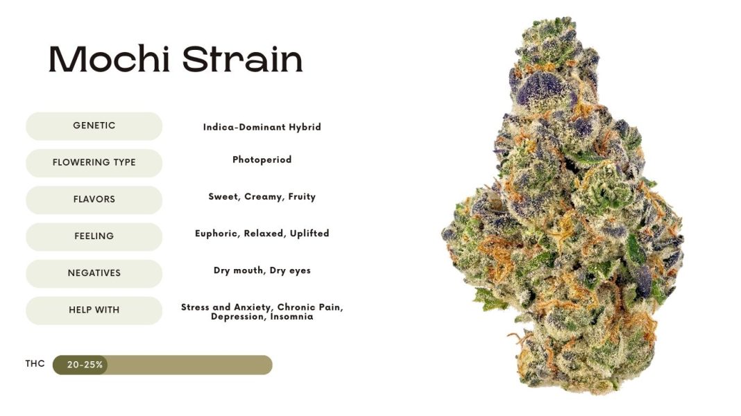 Mochi Strain Everything You Need to Know Vivosun