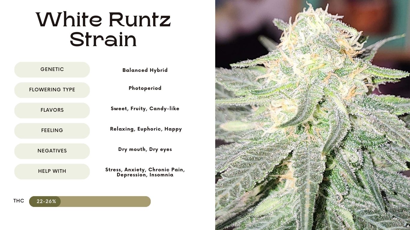 White Runtz Strain: Everything You Need to Know - Vivosun - How Many Types Of Runtz Strains Are There