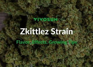 Zkittlez Strain