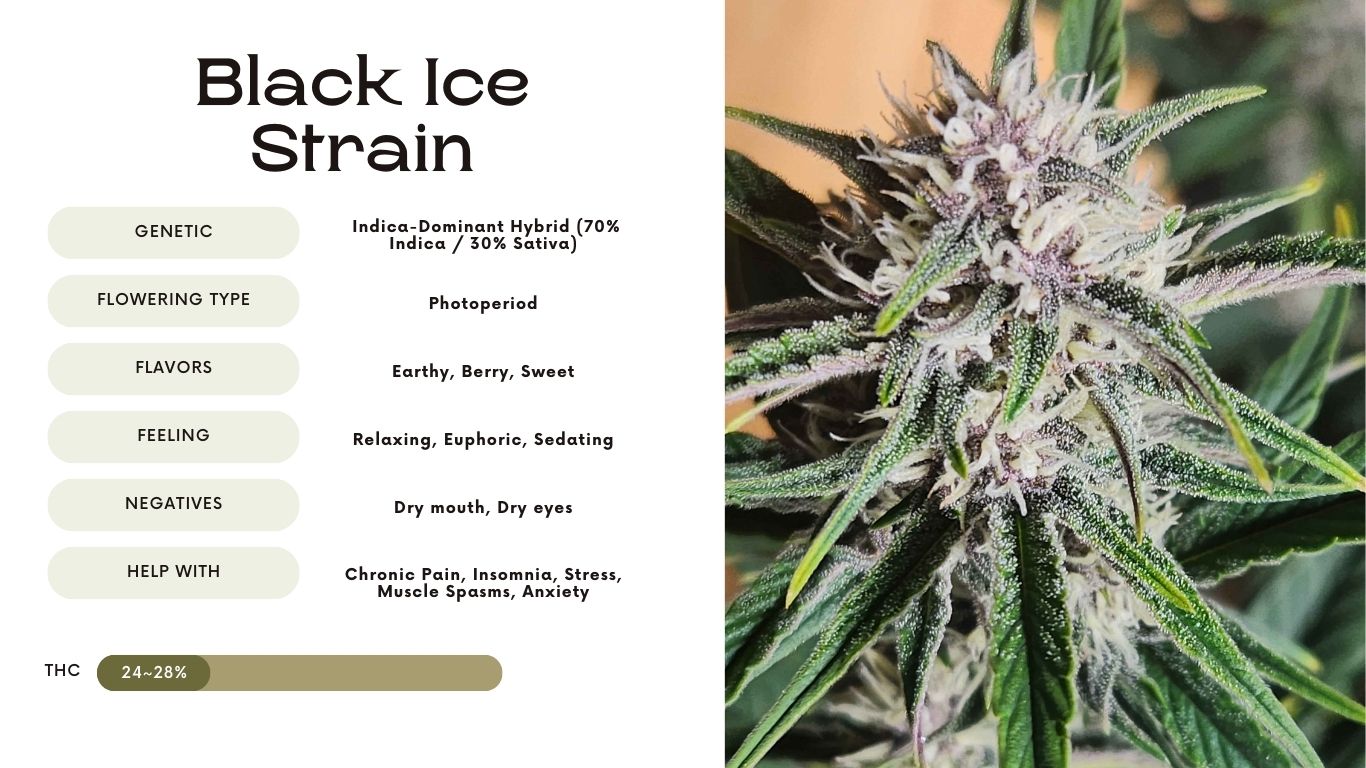 Black Ice Strain: Everything You Need to Know - Vivosun