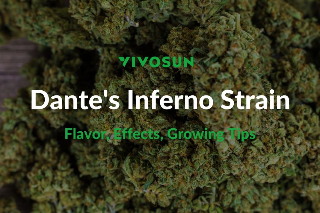 Dante's Inferno Strain