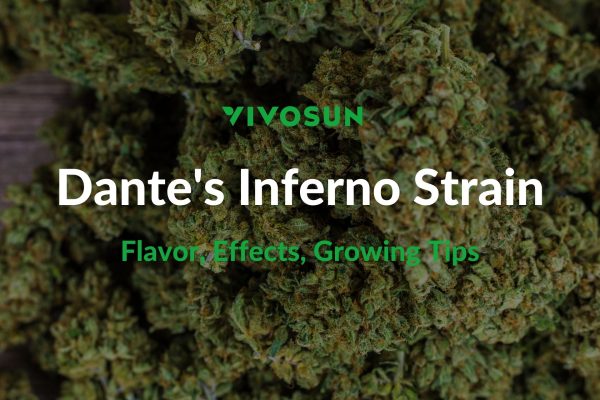 Dante's Inferno Strain