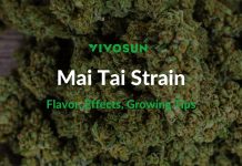 Mai Tai Strain