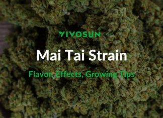 Mai Tai Strain