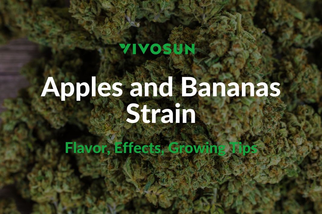 Apples and Bananas Strain