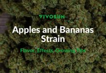 Apples and Bananas Strain