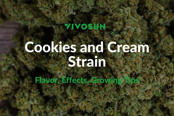 Cookies and Cream Strain