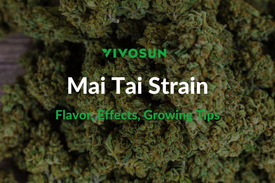 Mai Tai Strain