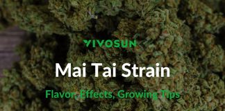 Mai Tai Strain