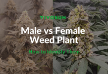 Male vs Female Weed Plant