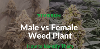 Male vs Female Weed Plant