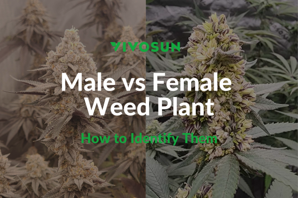 Male vs Female Weed Plant