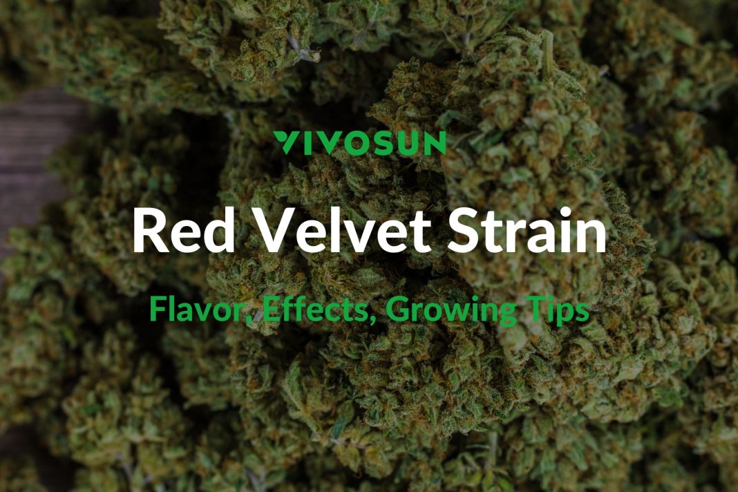 Red Velvet Strain