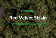 Red Velvet Strain