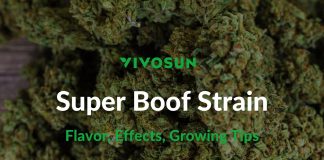 Super Boof Strain