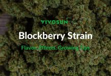 Blockberry Strain