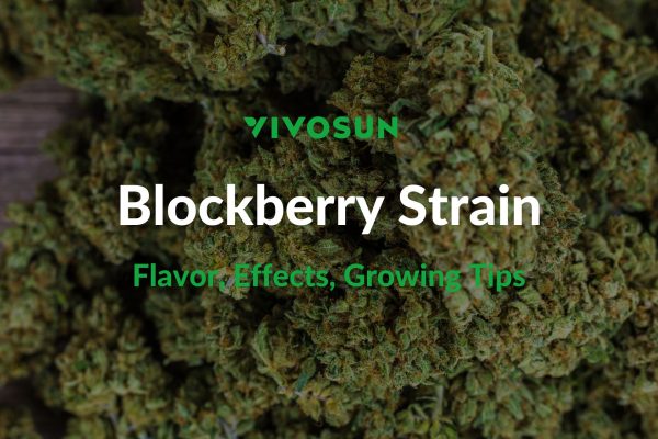 Blockberry Strain
