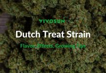 Dutch Treat Strain