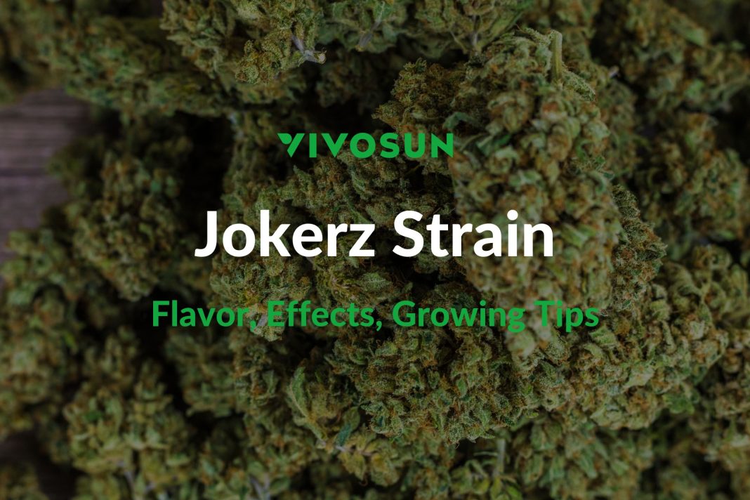 Jokerz Strain