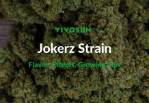 Jokerz Strain