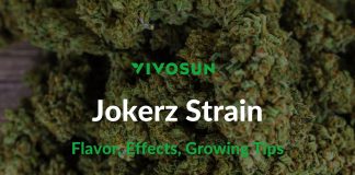 Jokerz Strain