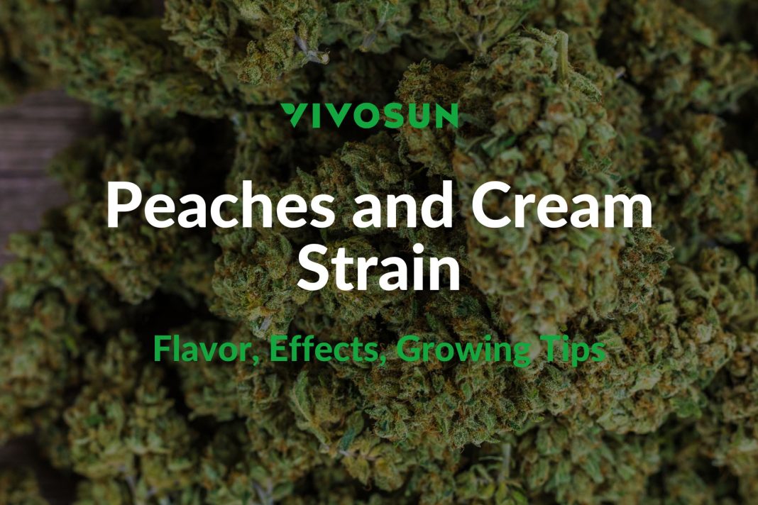 Peaches and Cream Strain