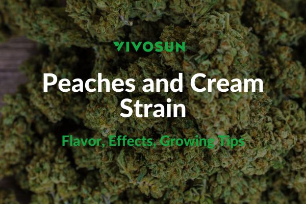 Peaches and Cream Strain