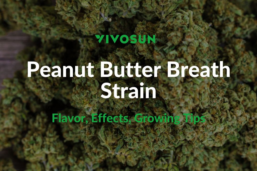 Peanut Butter Breath Strain