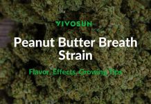 Peanut Butter Breath Strain