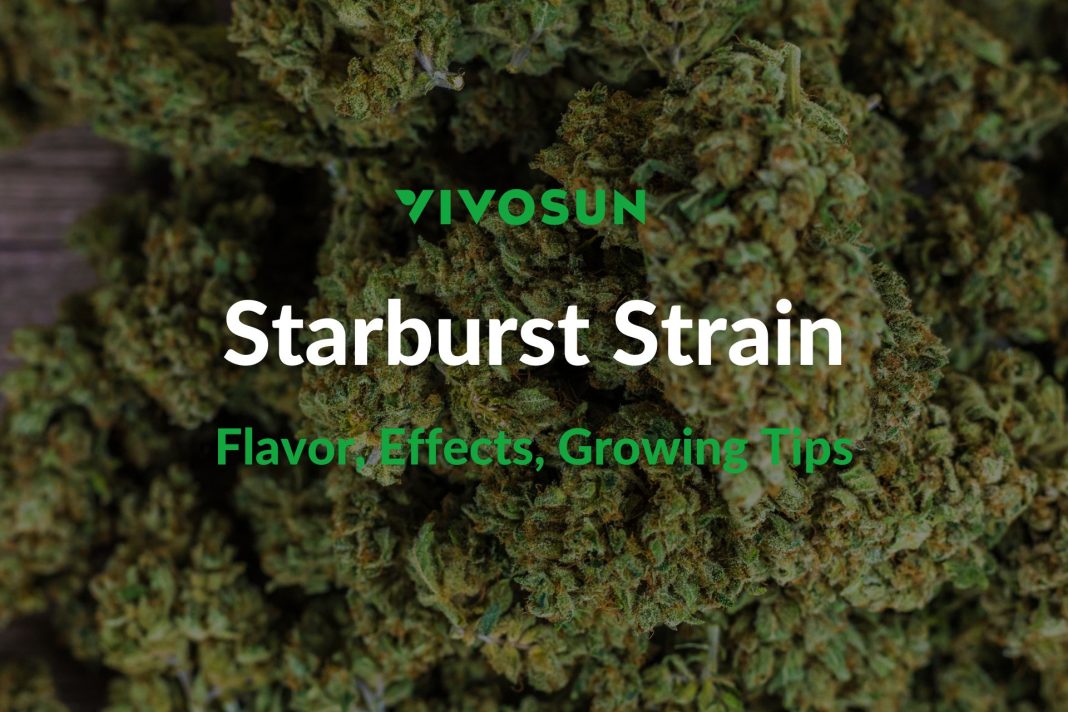 Starburst Strain