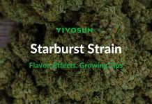 Starburst Strain