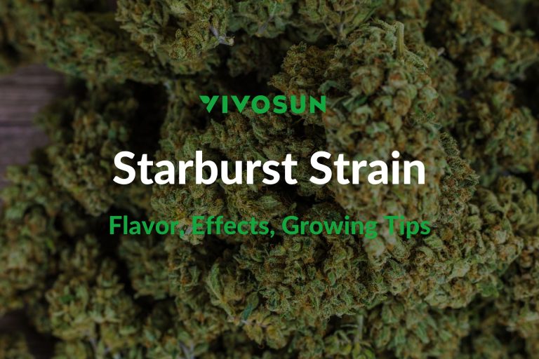 Starburst Strain