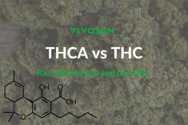 THCA vs THC