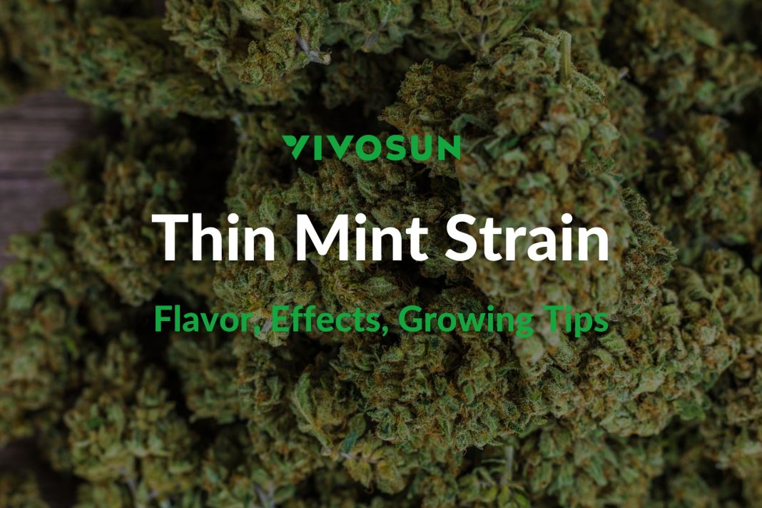 Thin Mint Strain