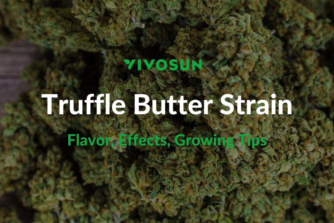 Truffle Butter Strain