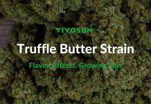 Truffle Butter Strain