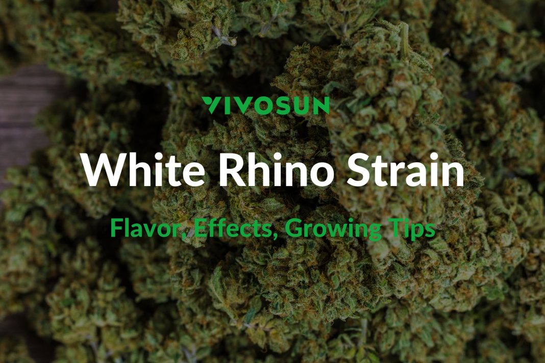 White Rhino Strain